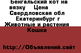   Бенгальский кот на вязку  › Цена ­ 3 000 - Свердловская обл., Екатеринбург г. Животные и растения » Кошки   